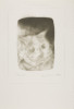 The Cat, Daryl Trivieri, Drawing, University of Alaska Museum of the North