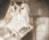 Owl, Patterns at Night