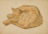Cat, Anne Arnold, Drawing, Virginia Museum of Fine Arts
