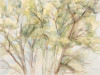 The Pin Oak, Sylvia Plimack Mangold, Watercolor, Miami Art Museum