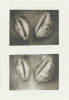 "Sea Shells," No. 1. - 2. x A - C + 1 - 4, Daryl Trivieri, Drawing, Seattle Art Museum