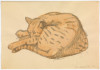 Cat, Anne Arnold, Drawing, Virginia Museum of Fine Arts